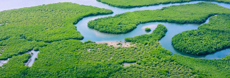 forêt amazonienne